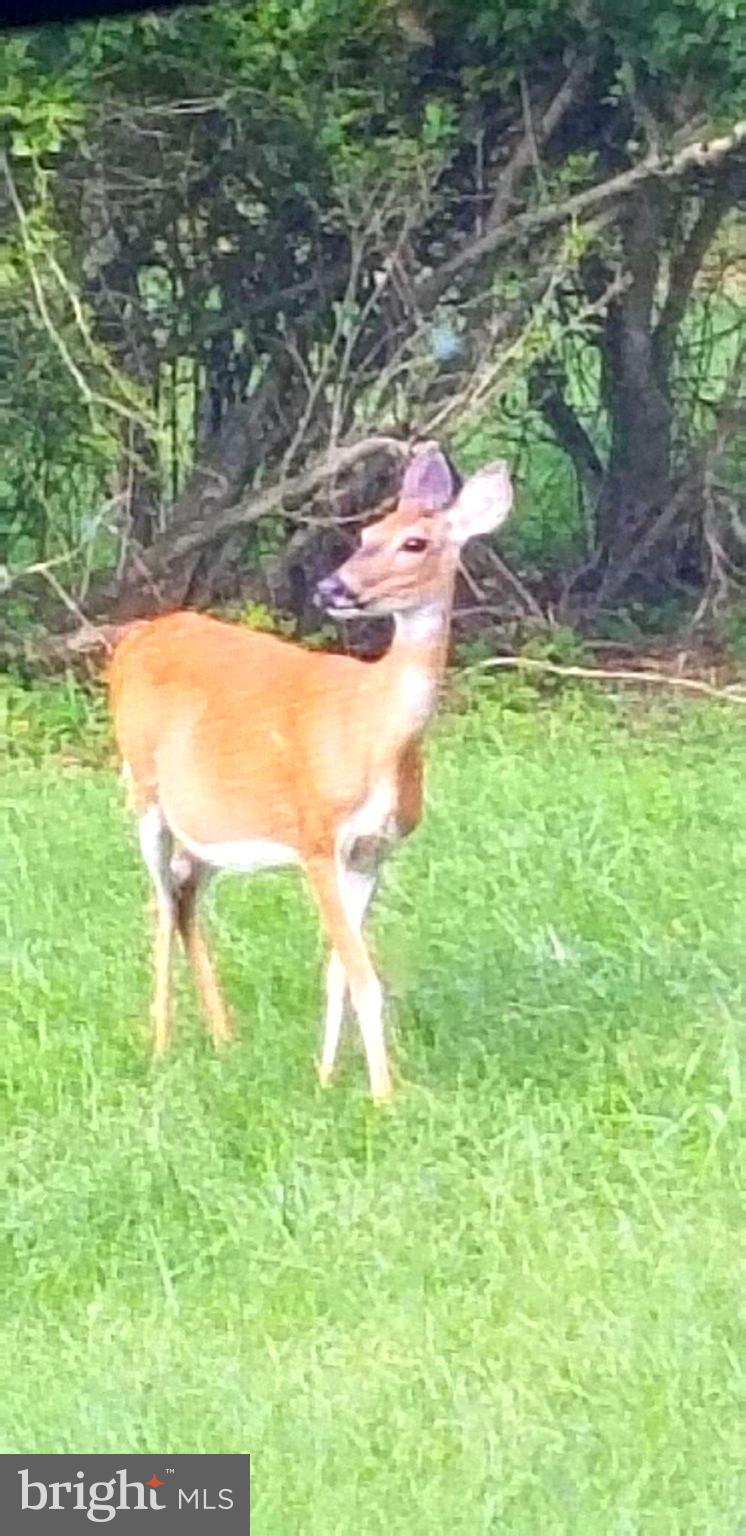23620 Neck Road Aquasco, MD 20608 - Photo 3 of 30 Backyard Visitor