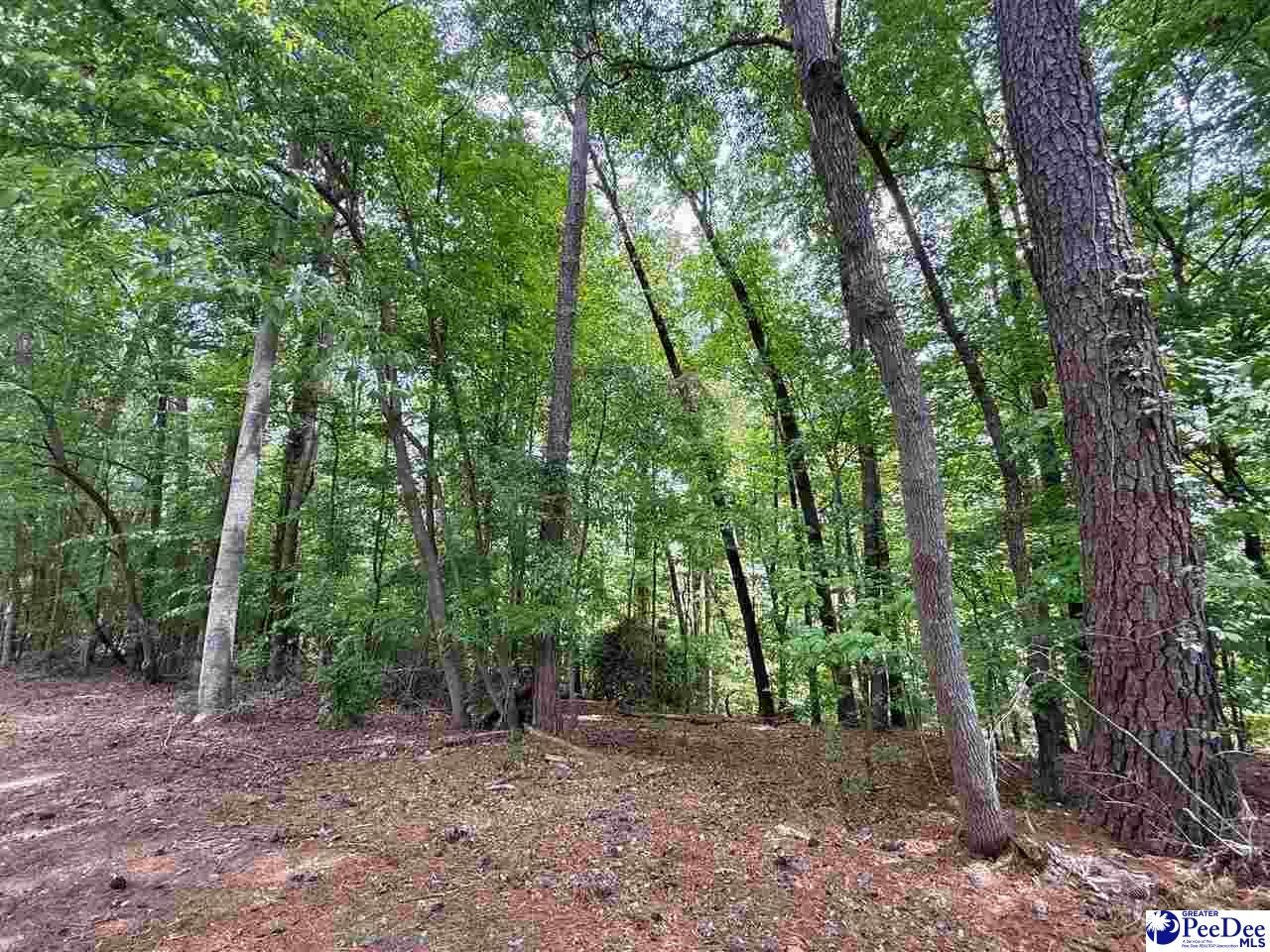 303 State Rd S-13-458 Chesterfield, SC 29709 - Photo 10 of 24 Gallery Image 10