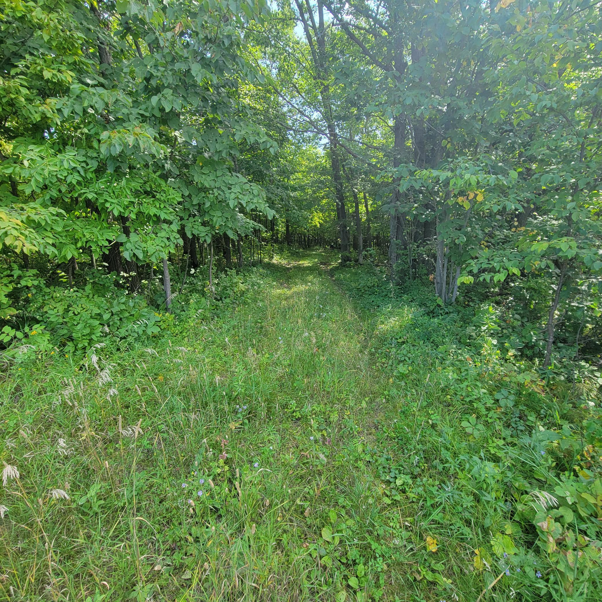 Tbd Tbd Jeff Lake Road Richville, MN 56576 - Photo 7 of 17