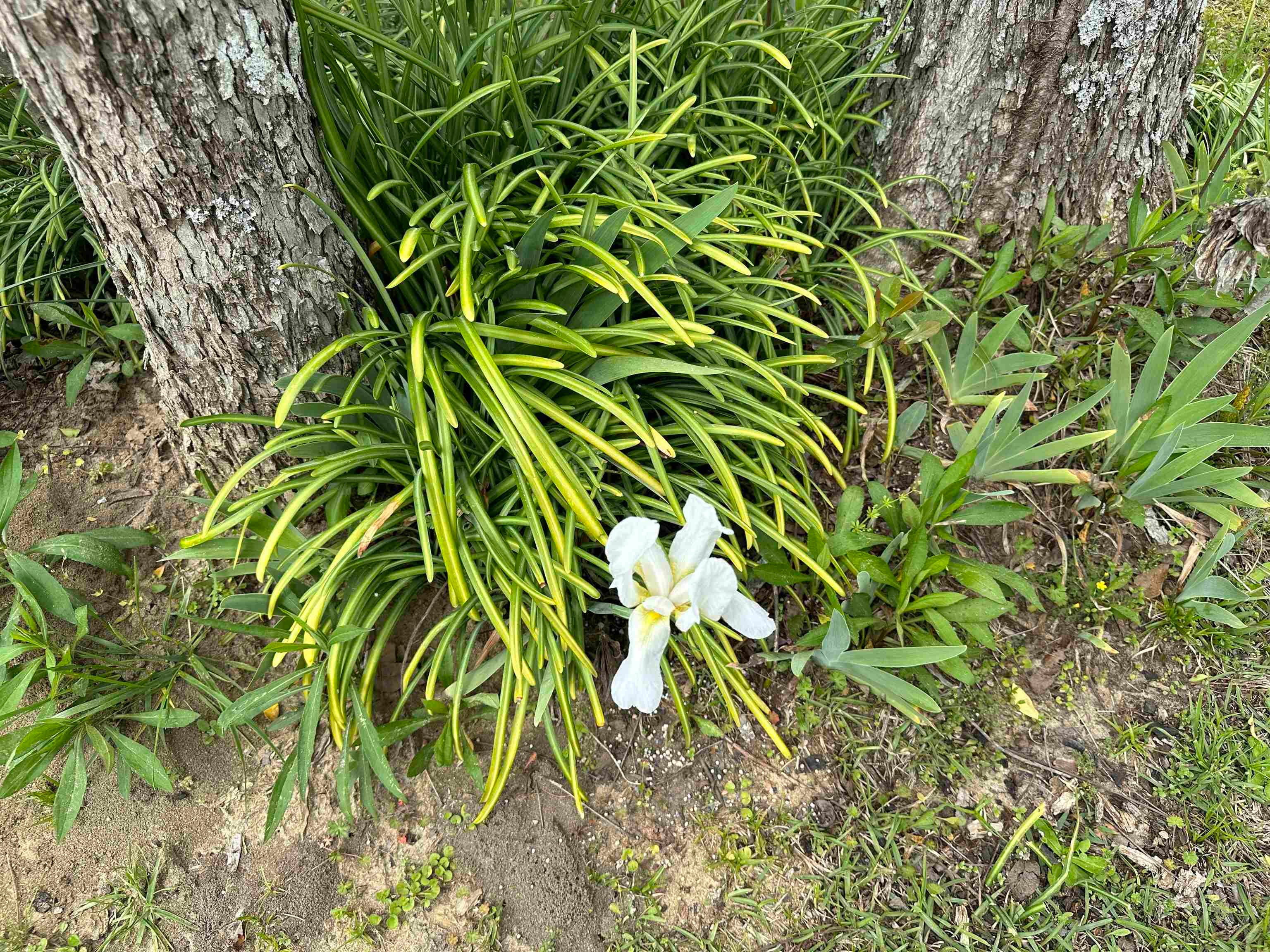 36625 Hesters Store Road Red Level, AL 36474 - Photo 46 of 47 Gallery Image 46