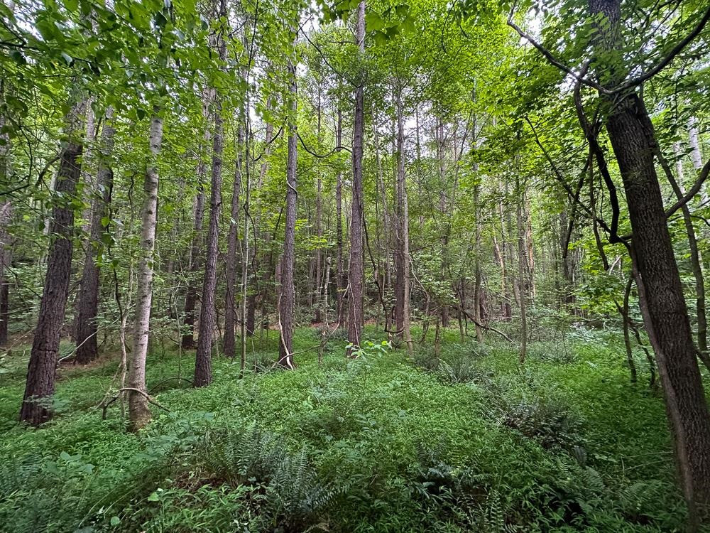 0 Mill Creek Road Roxboro, NC 27574 - Photo 25 of 54 Photo 25