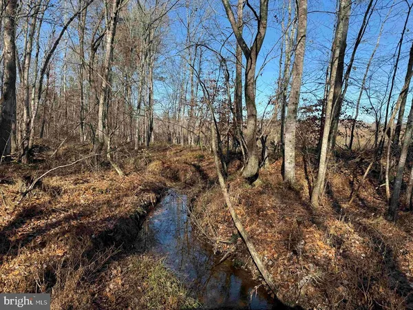 a view of a yard with lots of trees