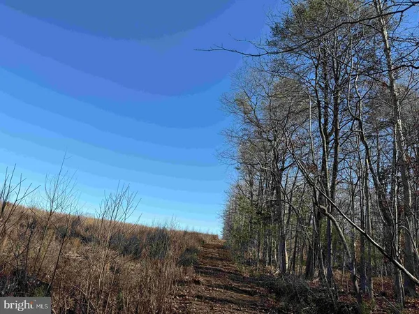 a view of a dry yard with trees