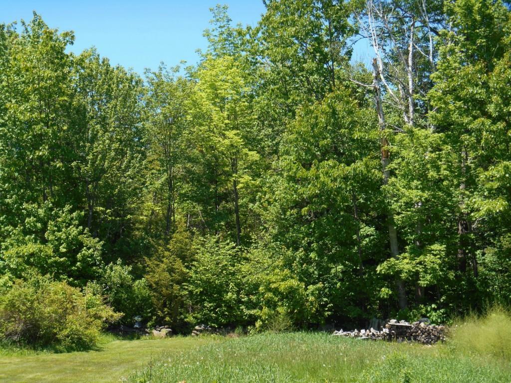 13 Varnum Pond Road Temple, ME 04984 - Photo 25 of 30 Backyard woods