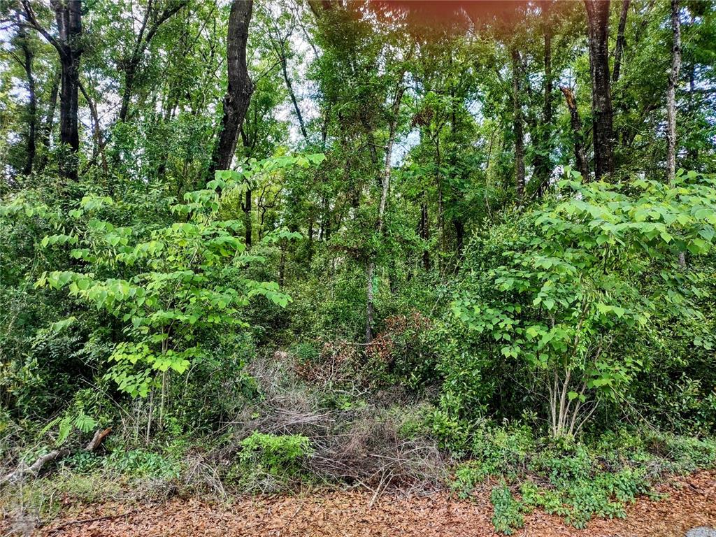 Tbd Northeast 12th Street Williston, FL 32696 - Photo 6 of 6