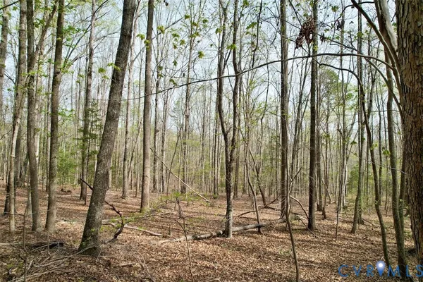 a picture of trees