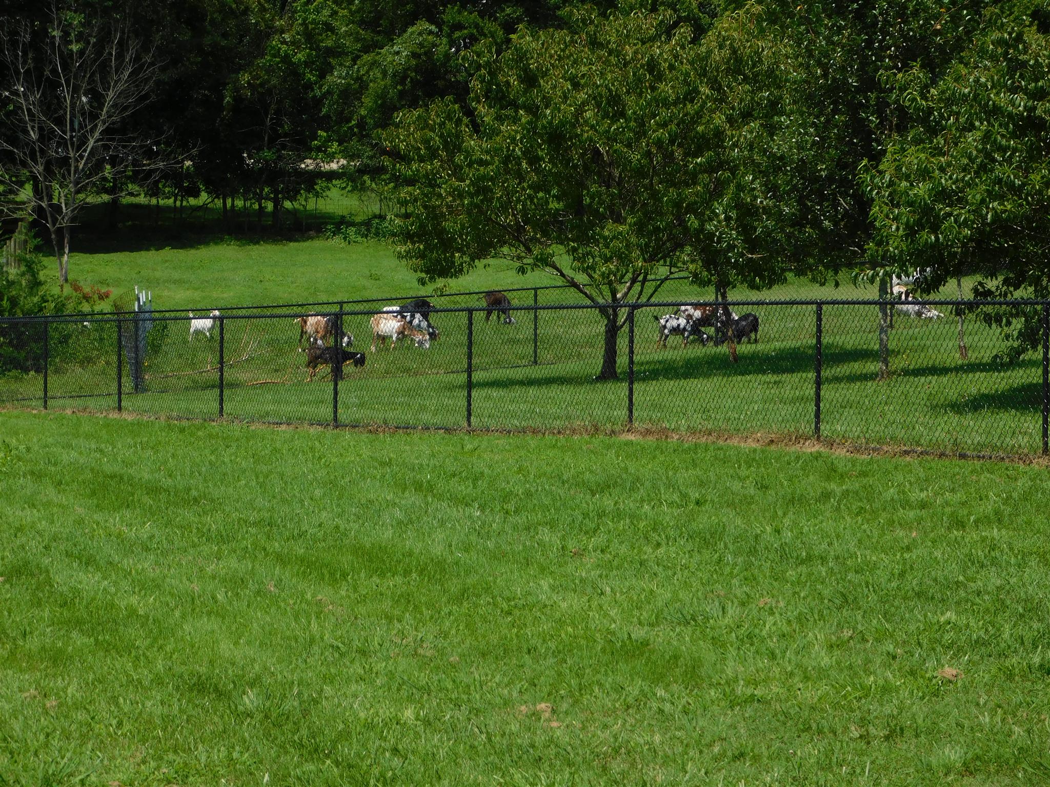 2115 Double Branch Road Columbia, TN 38401 - Photo 29 of 30 ENJOY WATCHING NEIGHBORS GOATS PLAY