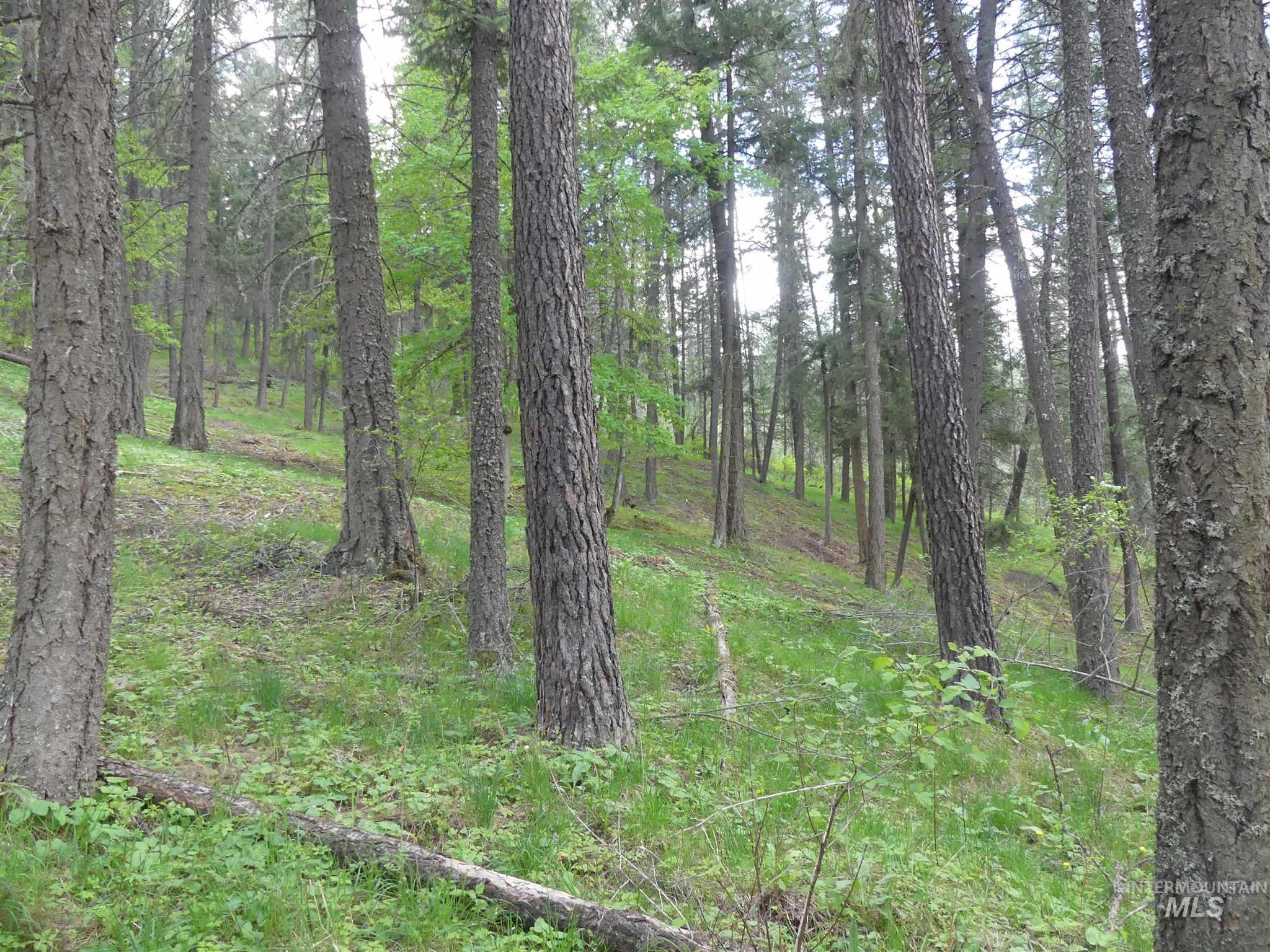 22743 Old Melrose Grade Road Peck, ID 83545 - Photo 10 of 45