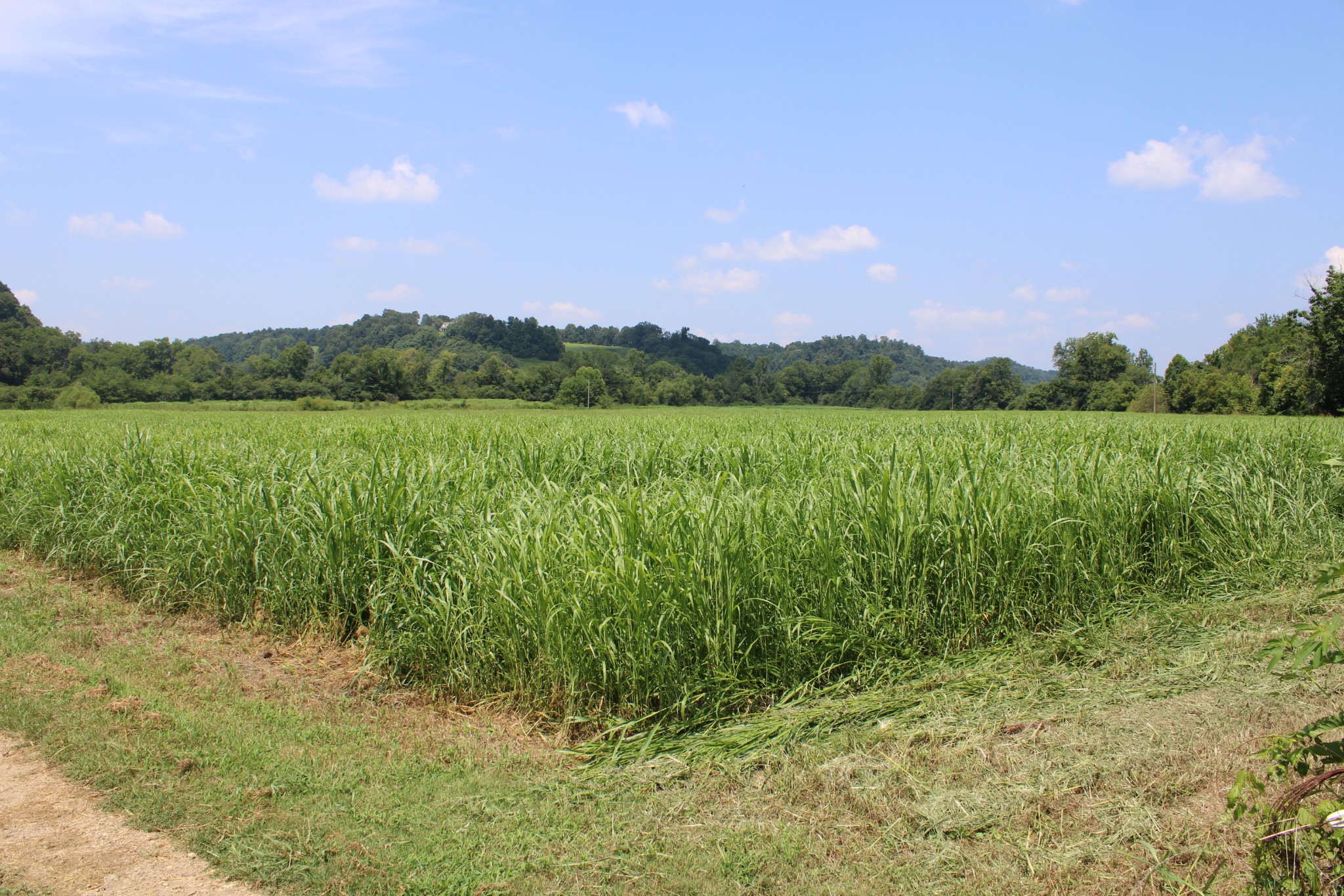 0 Shoal Creek Road Minor Hill, TN 38473 - Photo 2 of 7 a view of lake and mountain view