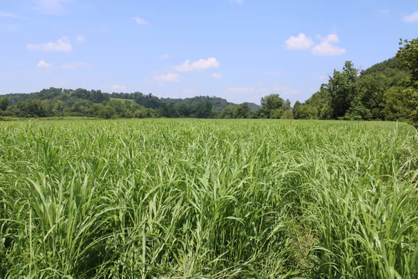 a view of a lake with a yard