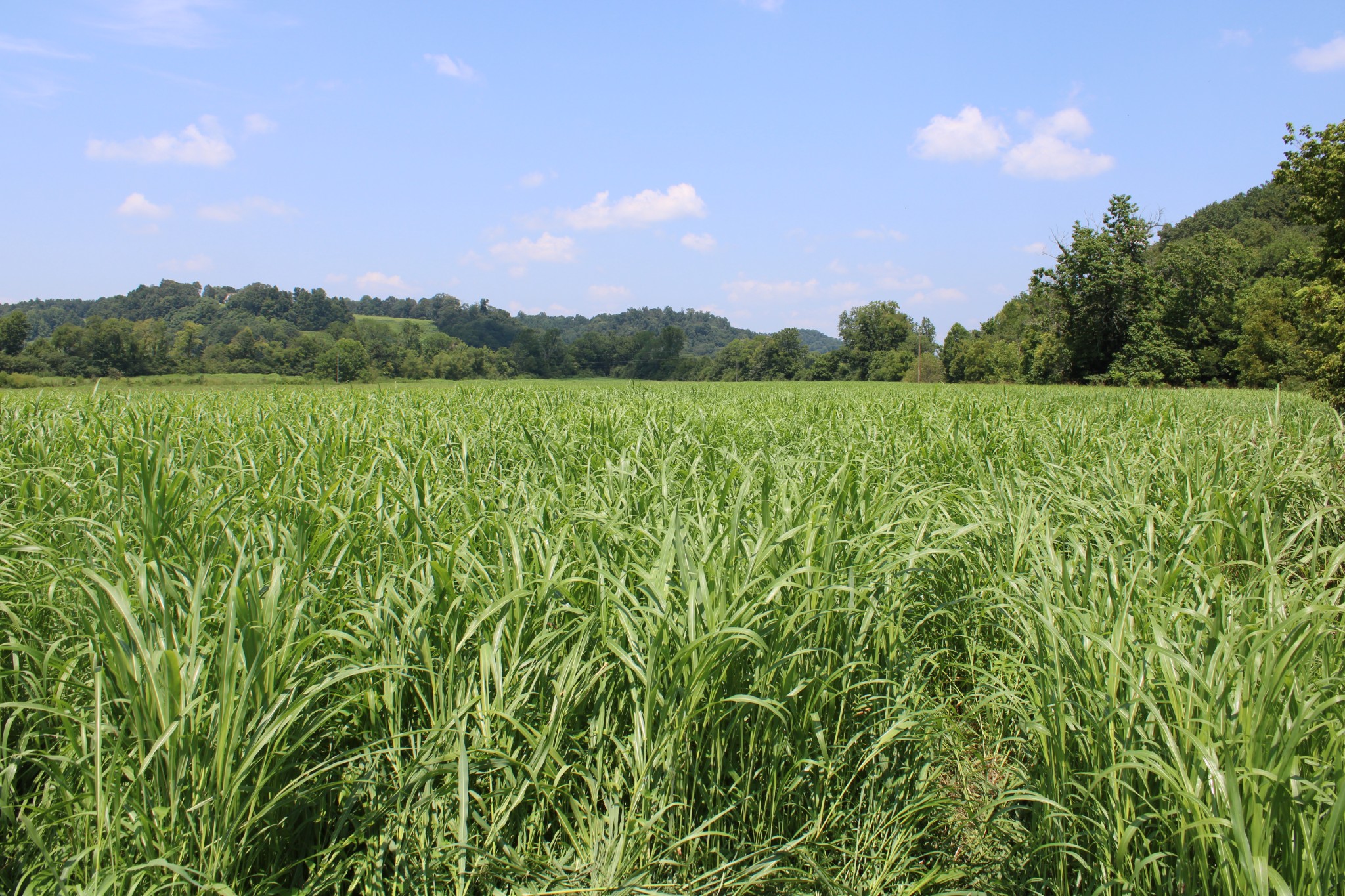 0 Shoal Creek Road Minor Hill, TN 38473 - Photo 5 of 7 a view of a lake with a yard