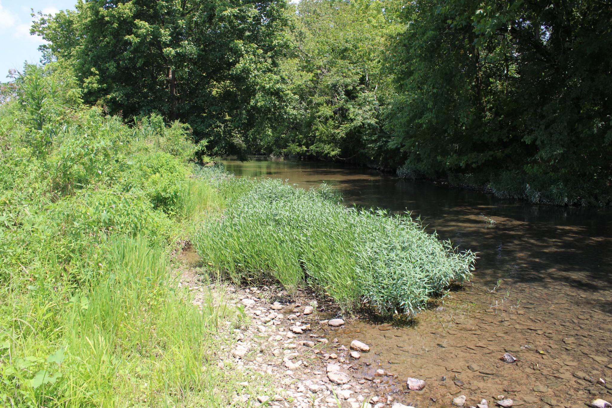 0 Shoal Creek Road Minor Hill, TN 38473 - Photo 6 of 7 a view of a garden