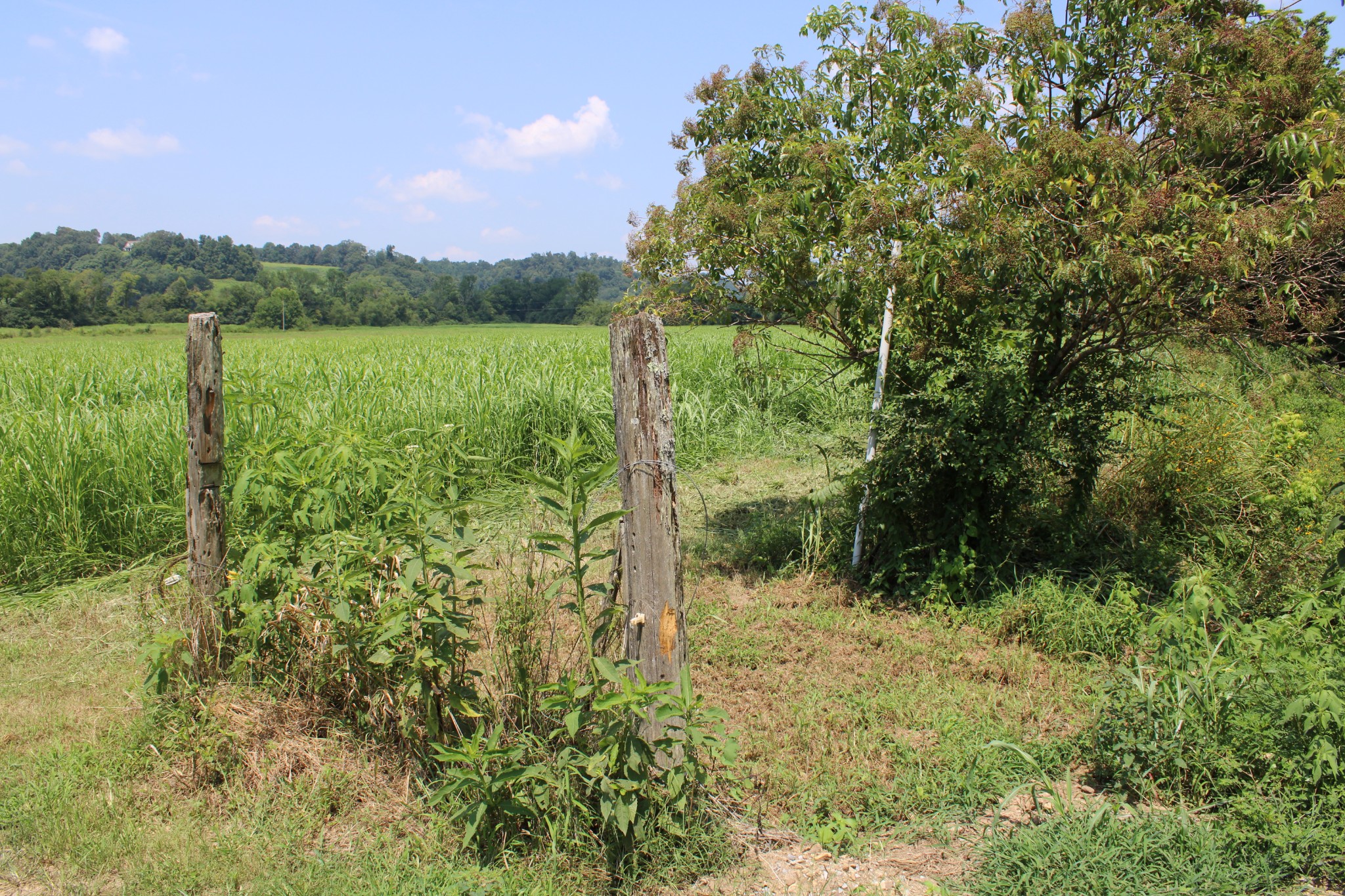 0 Shoal Creek Road Minor Hill, TN 38473 - Photo 7 of 7 a view of lake with green space