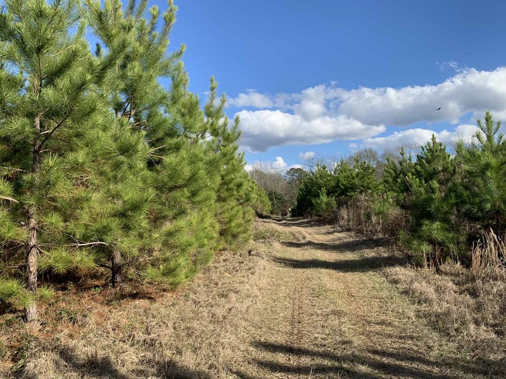 3300 Pepper House Road Gloster, MS 39638 - Photo 12 of 42 Photo 12