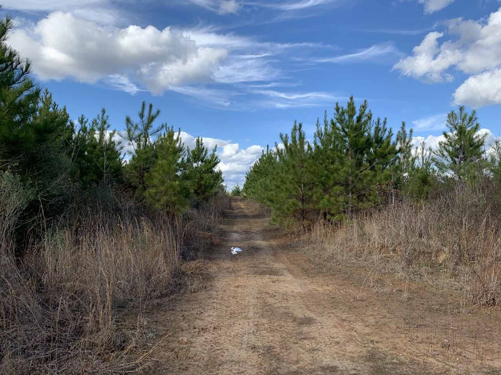 3300 Pepper House Road Gloster, MS 39638 - Photo 14 of 42 Photo 14