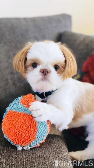 1688 Pine Street, Unit E502 San Francisco, CA 94109 - Photo 5 of 57