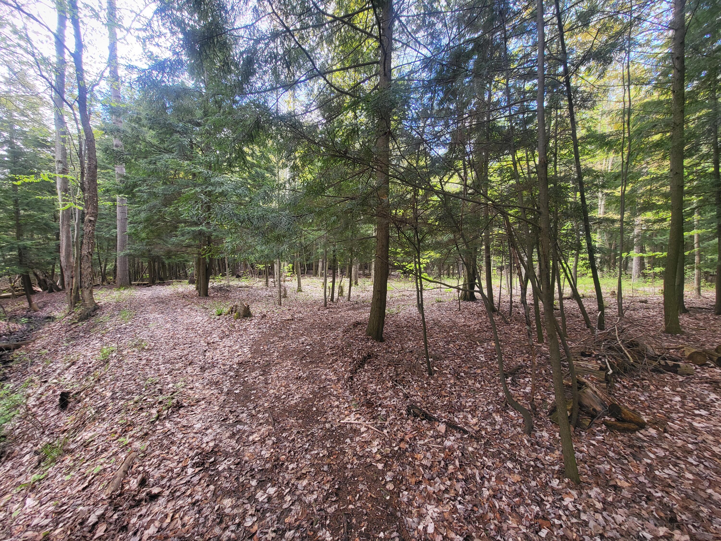 5450 Swamp Road Frankfort, MI 49635 - Photo 45 of 68 20240512_103610