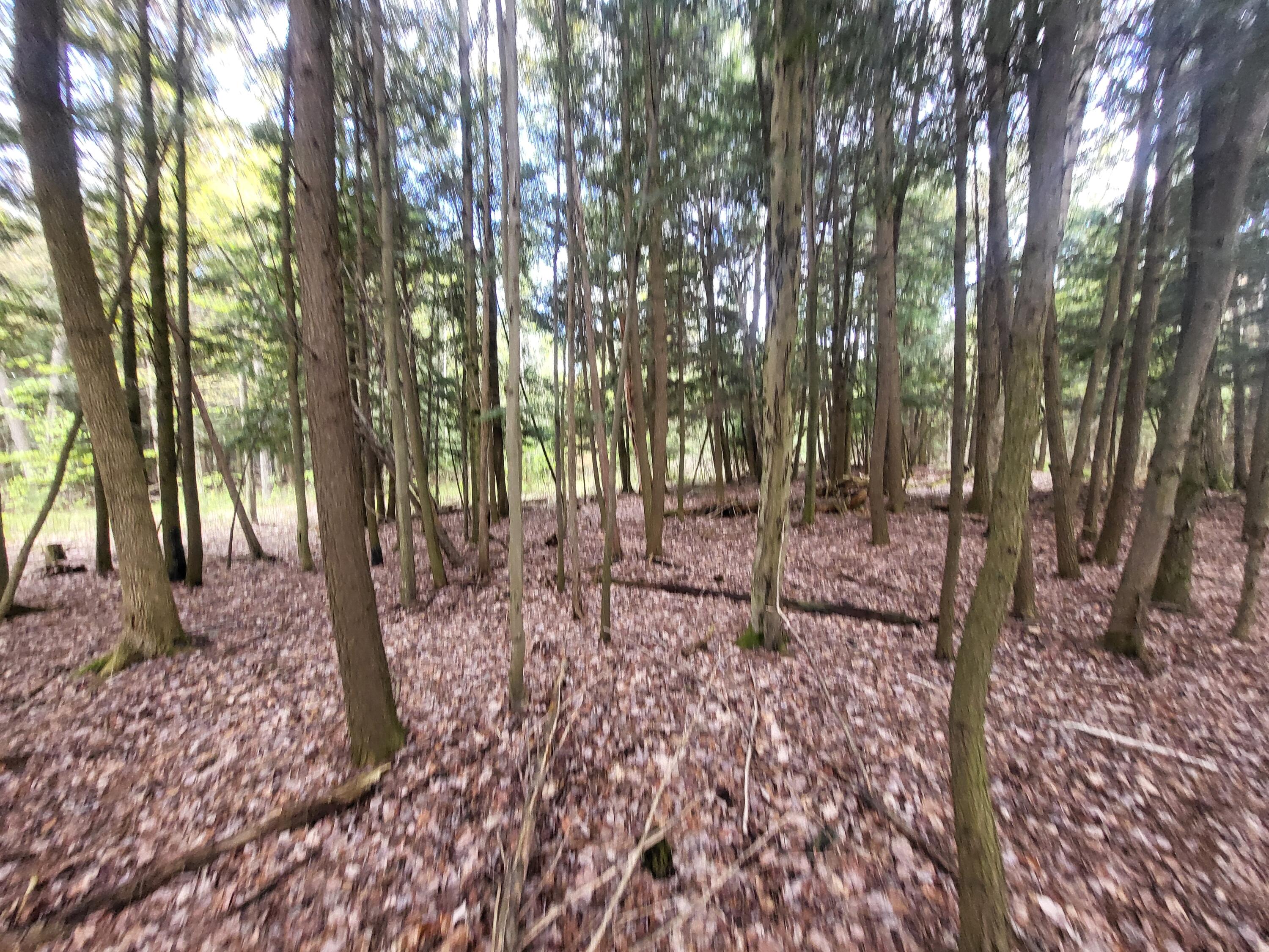 5450 Swamp Road Frankfort, MI 49635 - Photo 46 of 68 20240512_103623