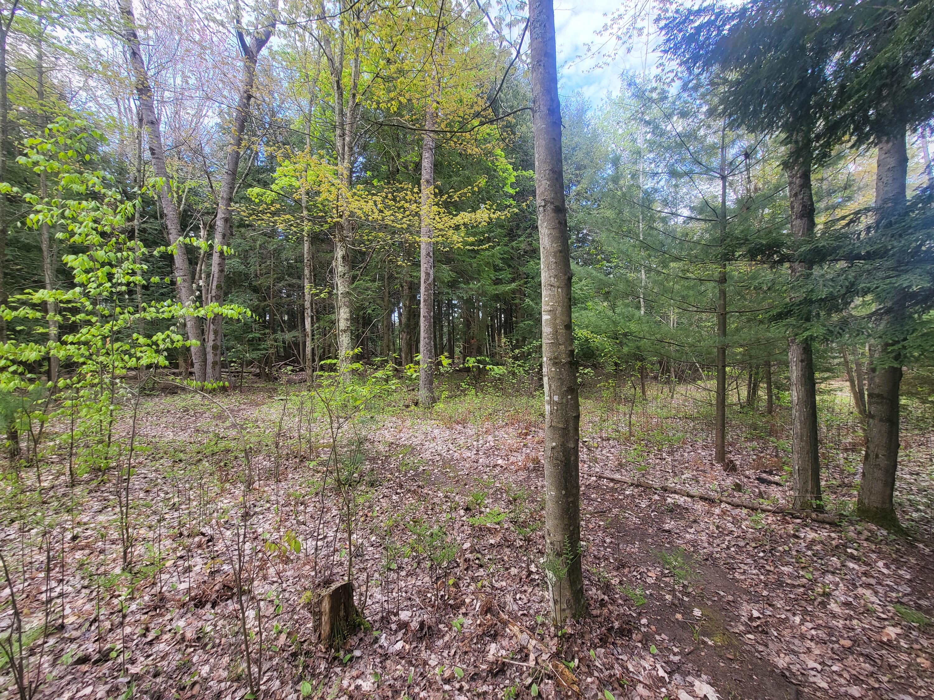 5450 Swamp Road Frankfort, MI 49635 - Photo 48 of 68 20240512_103648