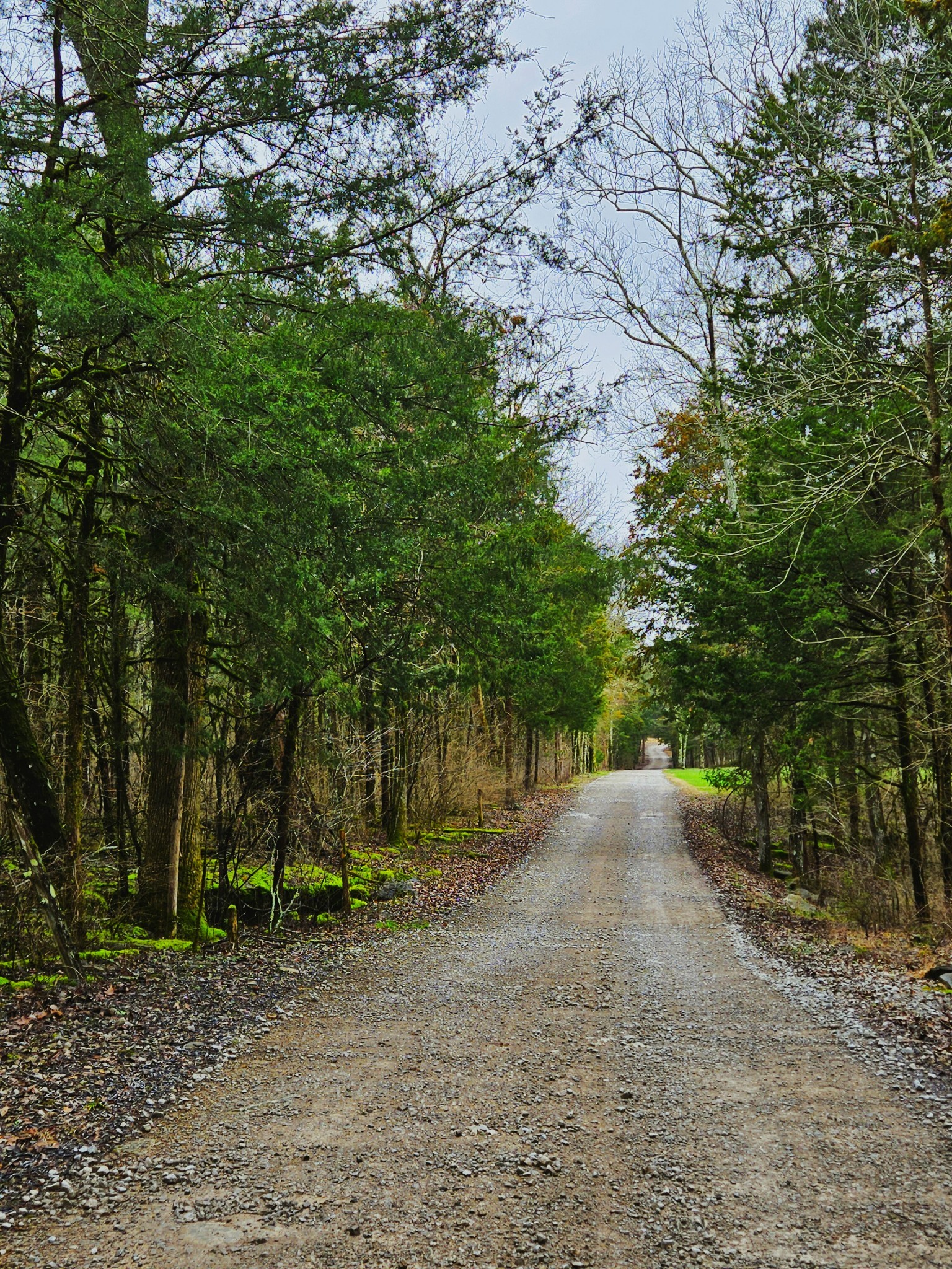 4605 Pyles Road Chapel Hill, TN 37034 - Photo 11 of 28 a view of backyard with green space