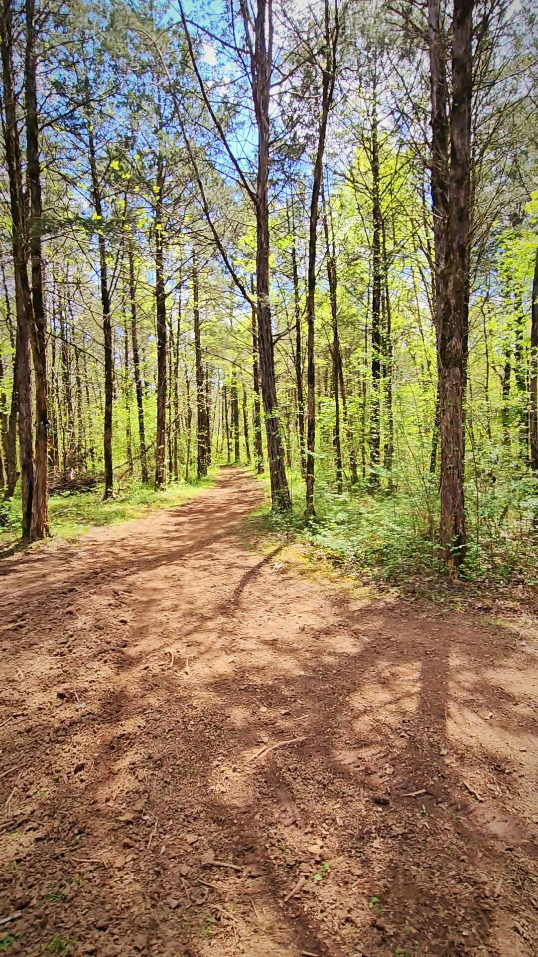 4605 Pyles Road Chapel Hill, TN 37034 - Photo 13 of 28 a view of backyard with trees