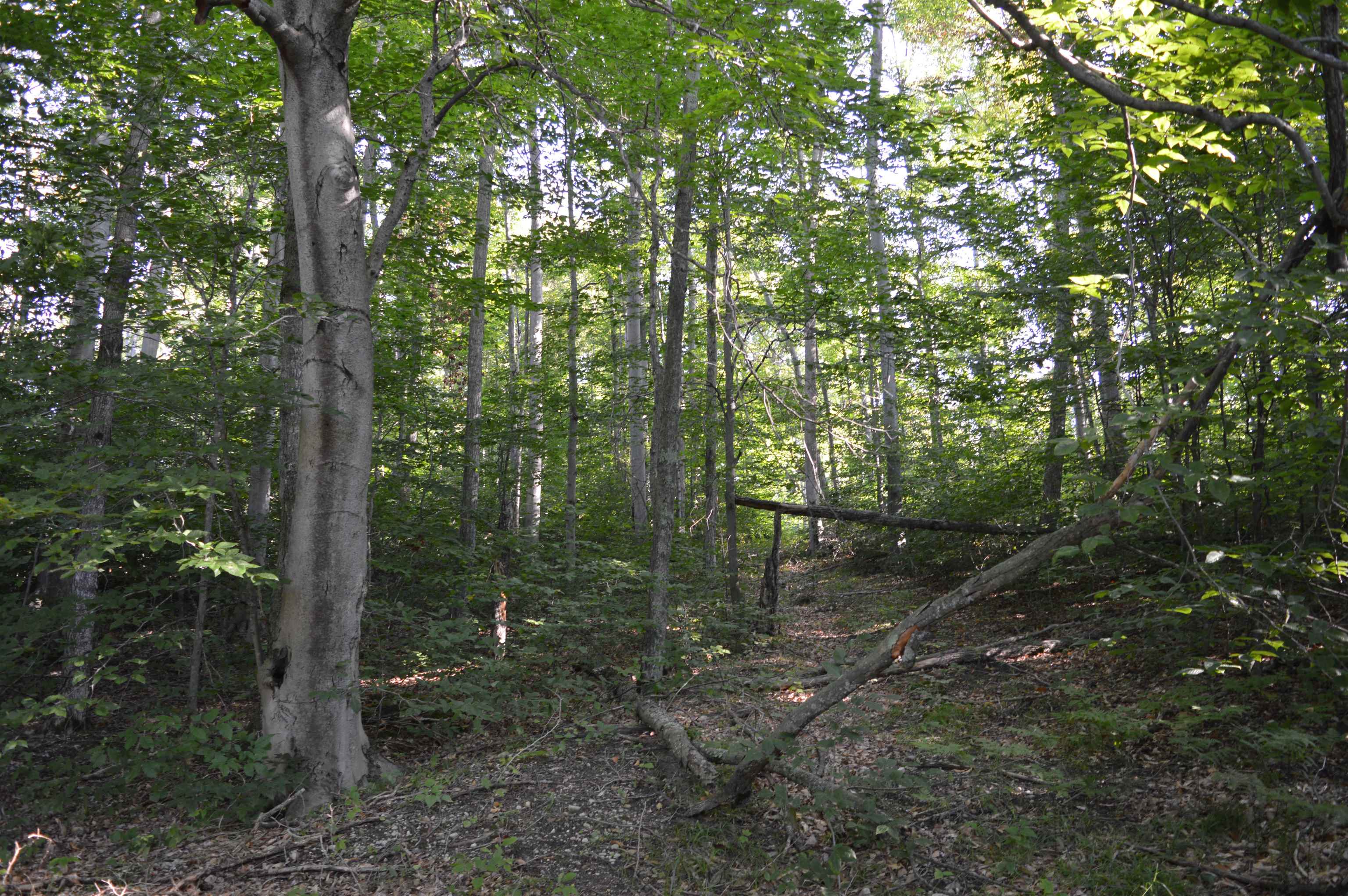 West Leonard Road Mancelona, MI 49659 - Photo 21 of 28 Gallery Image 21
