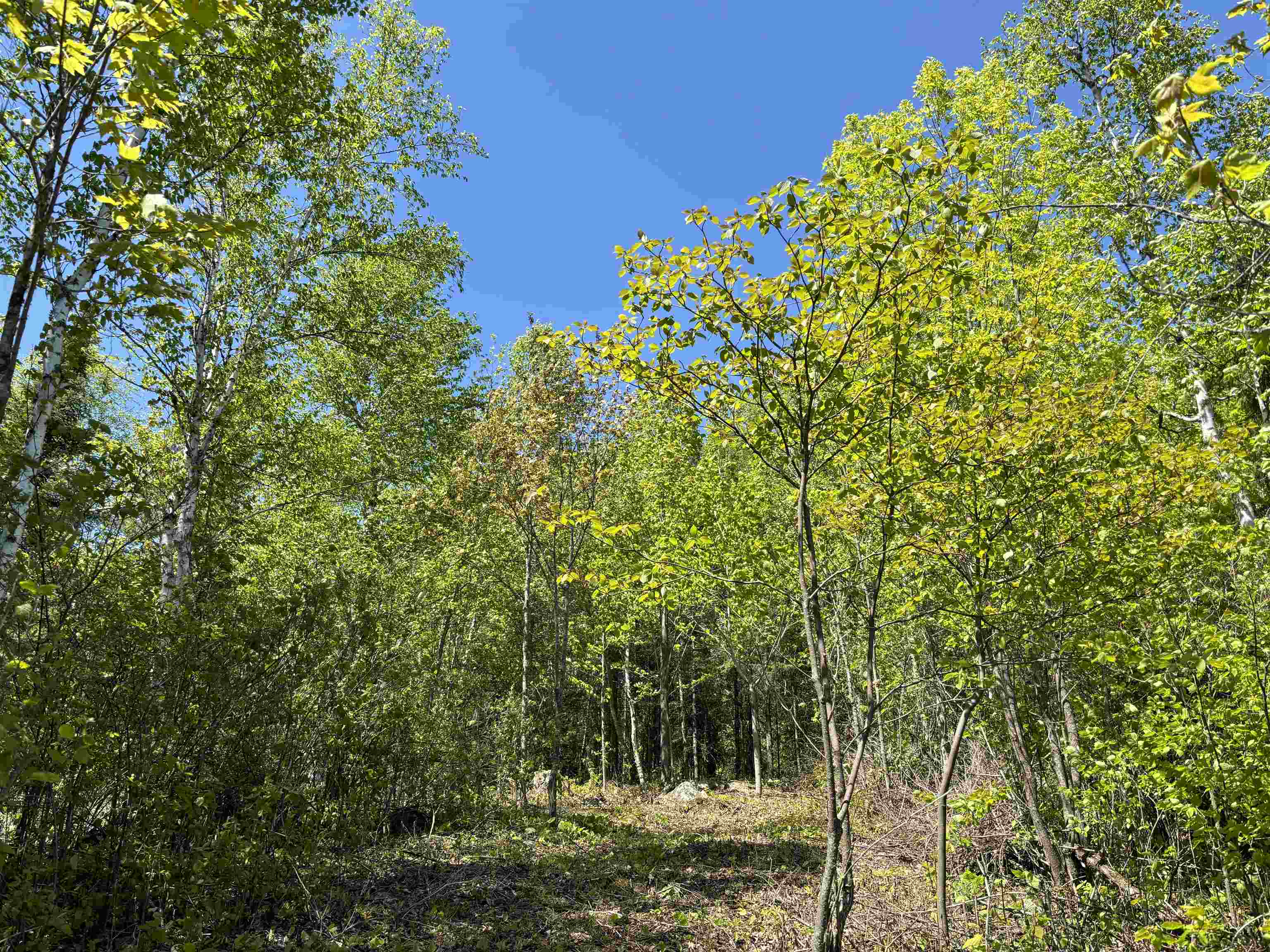 2 Fernberg Road Ely, MN 55731 - Photo 4 of 14