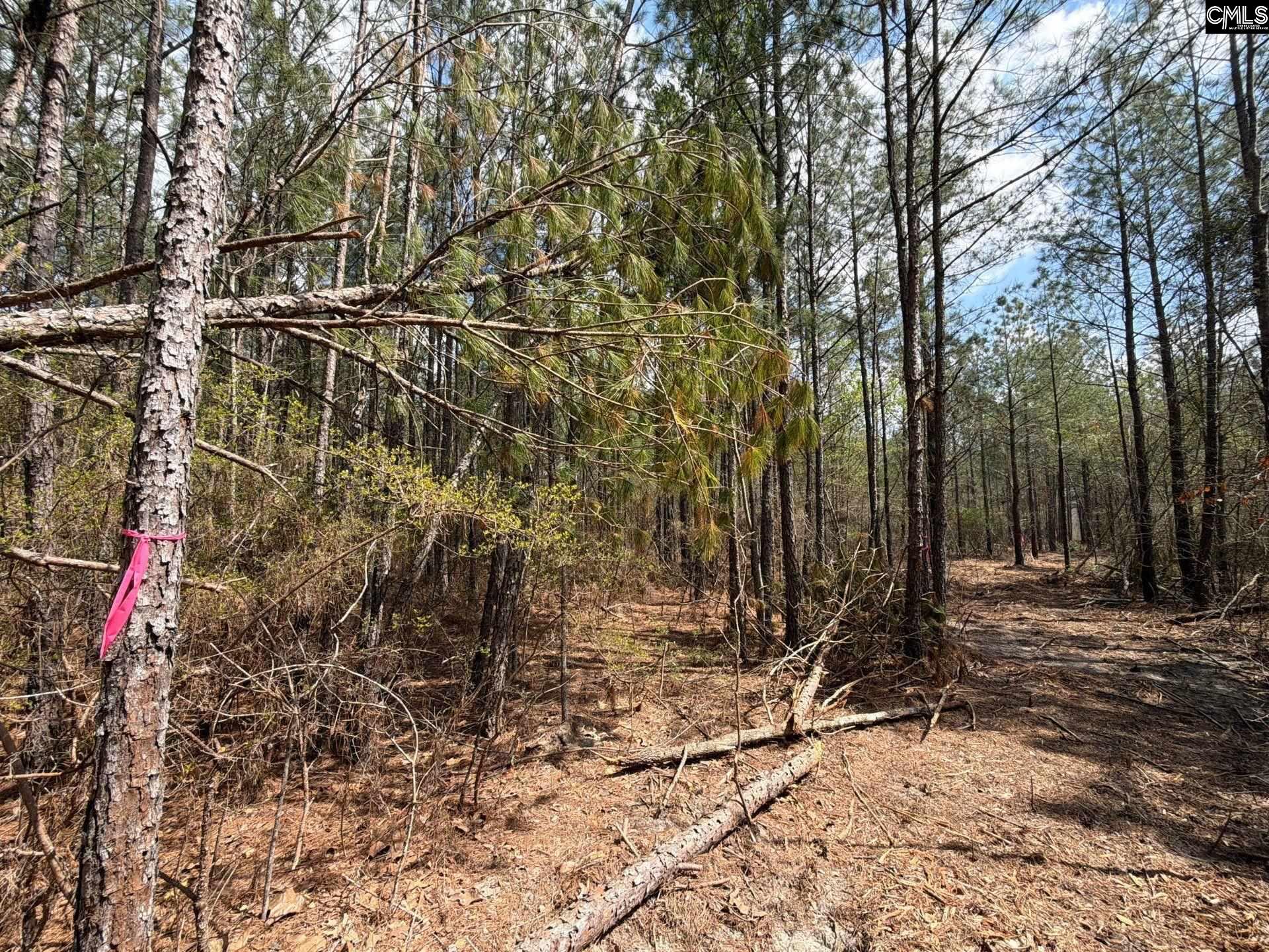 4 Mt Calvary Rd Ridge Spring Ridge Spring, SC 29129 - Photo 20 of 40