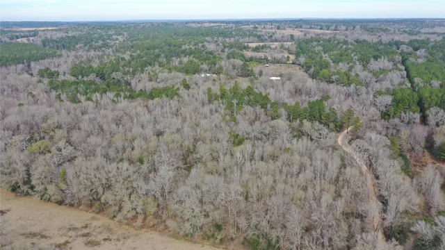 a view of a forest with trees in the background
