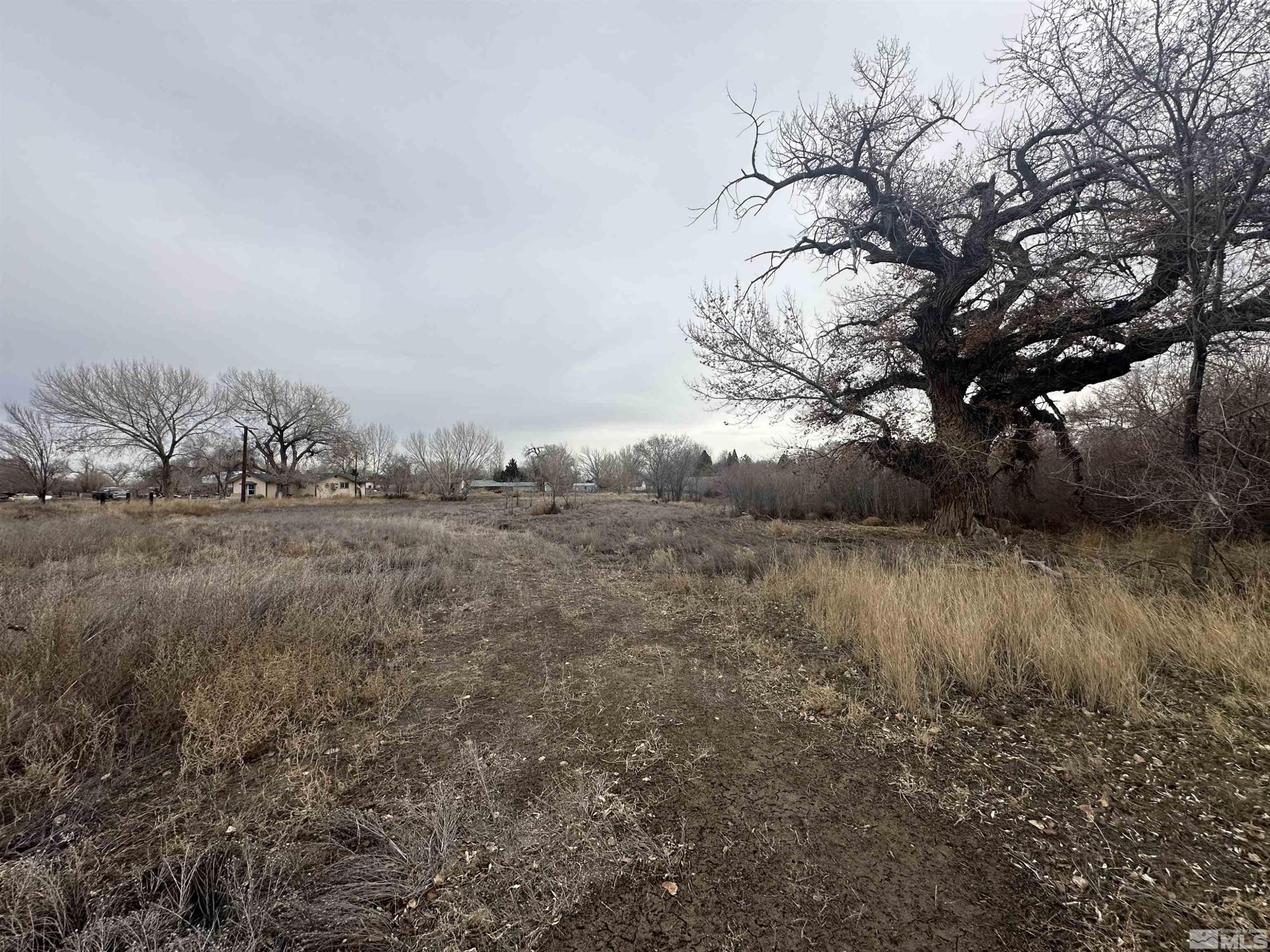 3275 Alcorn Road Fallon, NV 89406 - Photo 17 of 33 a view of a yard with a tree