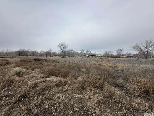 a view of a forest with lots of trees