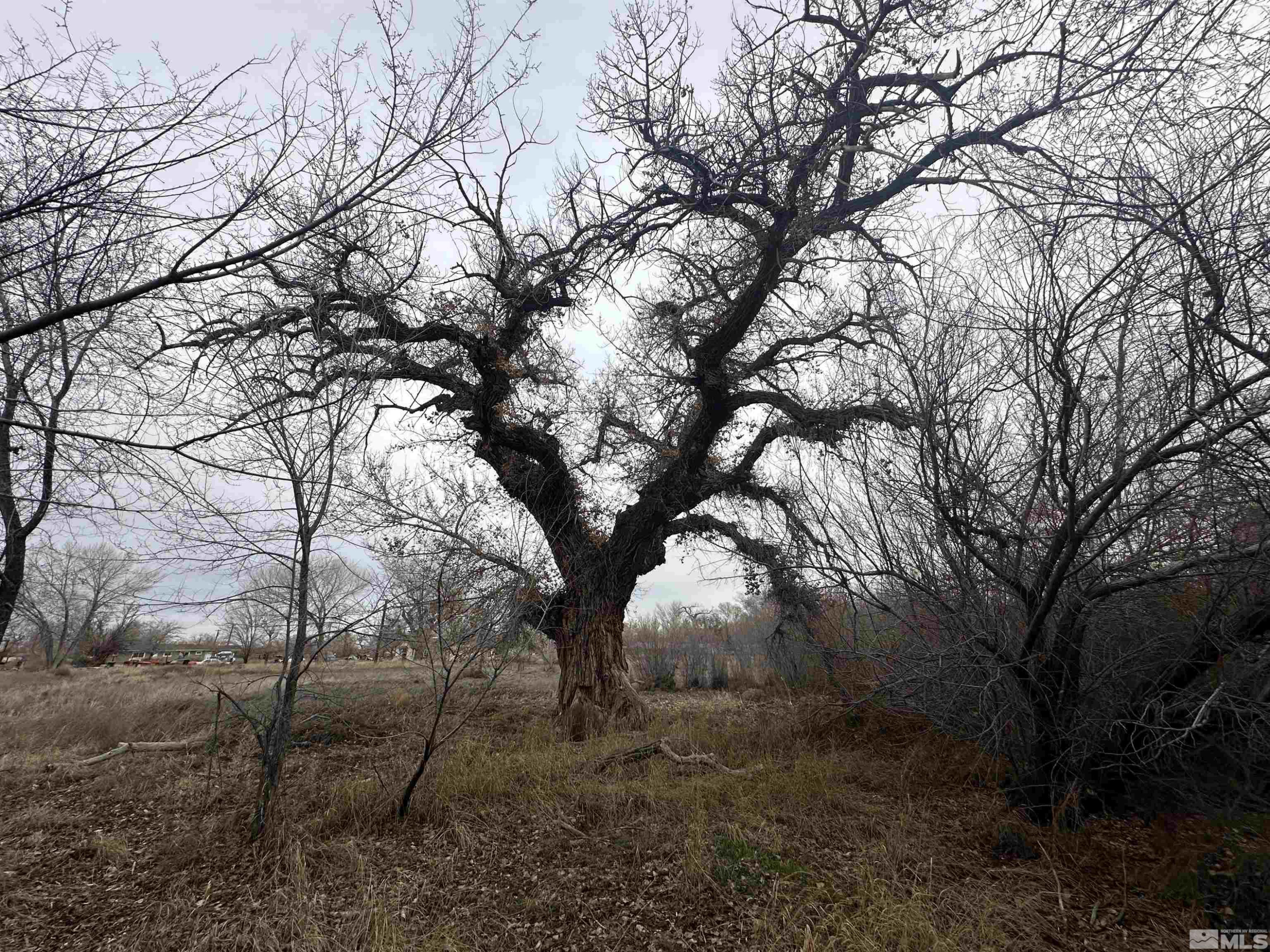 3275 Alcorn Road Fallon, NV 89406 - Photo 21 of 33 a view of a forest with lots of trees