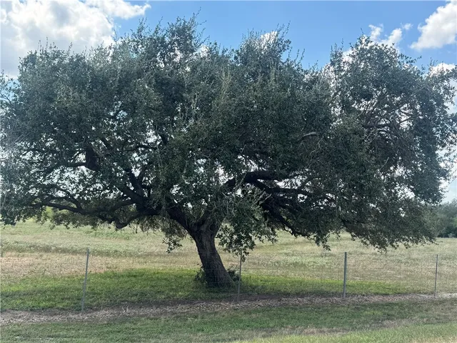 a view of a yard with a tree