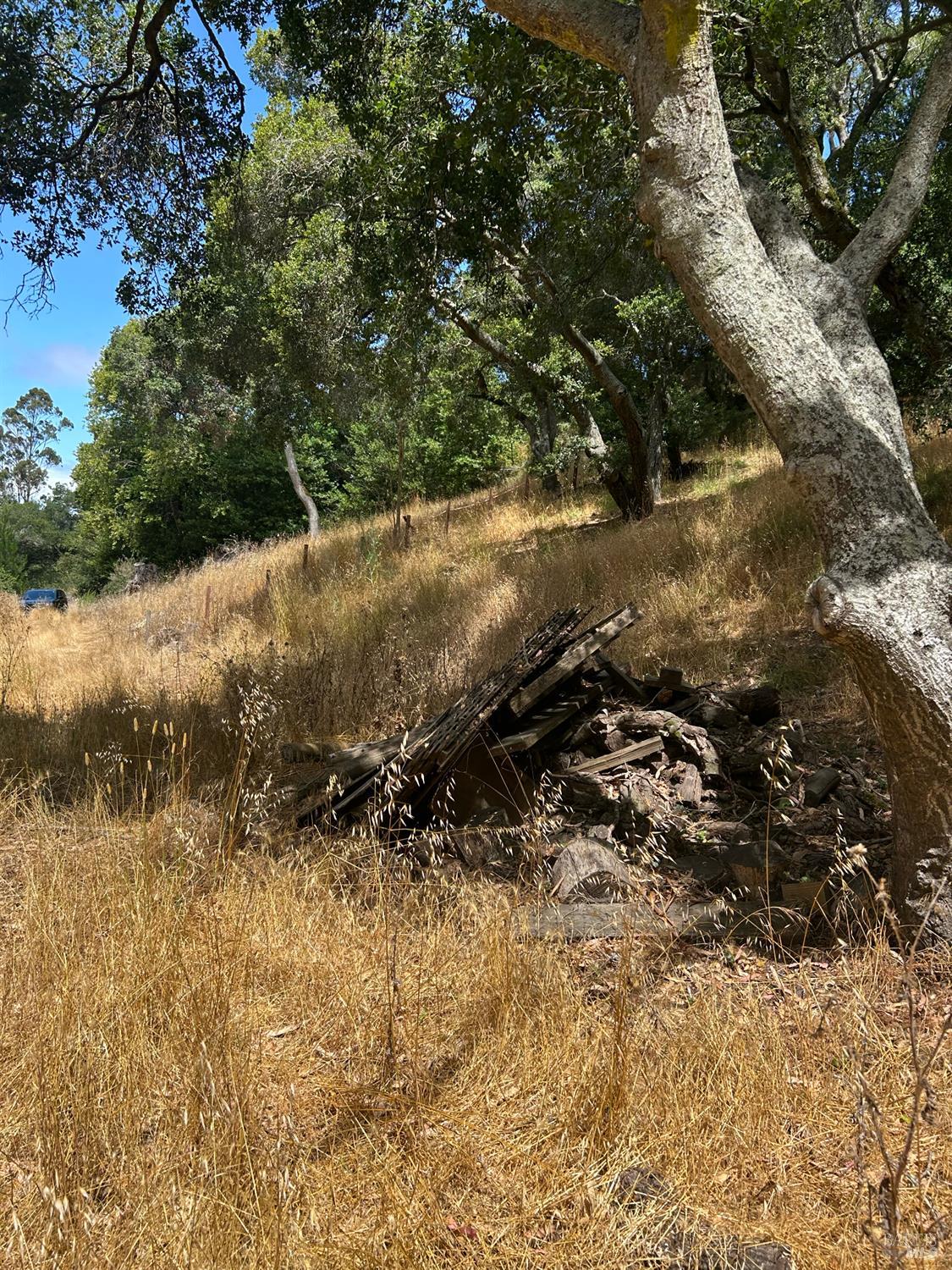 6675 Petersen Road Petaluma, CA 94952 - Photo 18 of 30 a view of forest