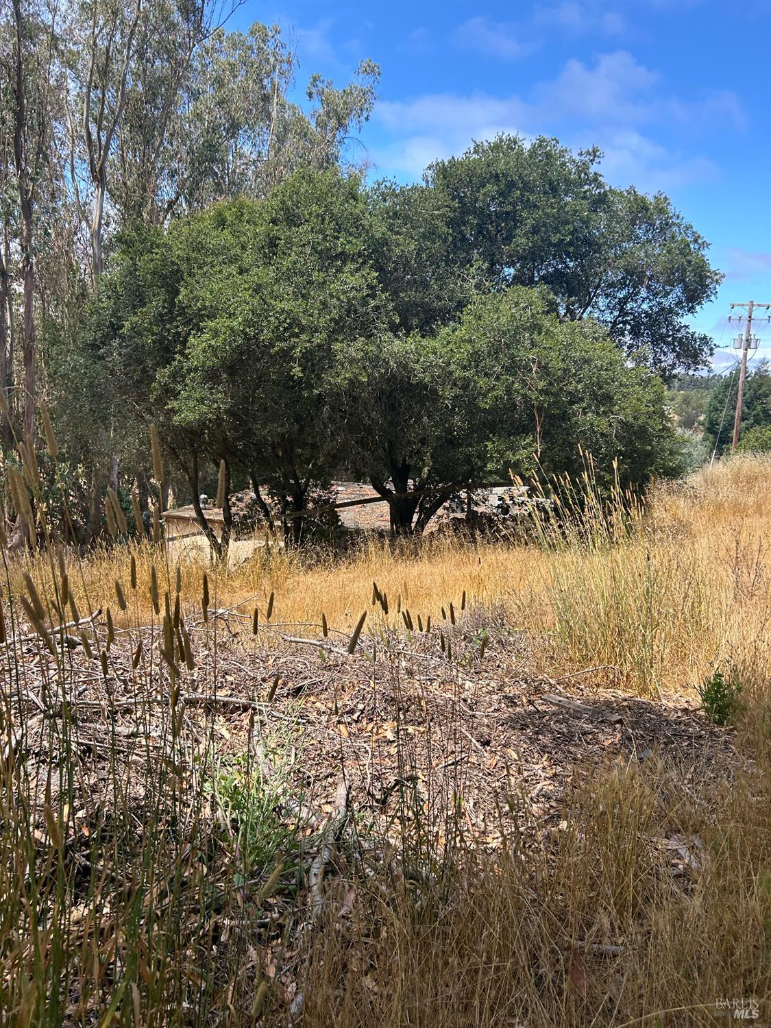 6675 Petersen Road Petaluma, CA 94952 - Photo 19 of 30 a view of a yard with trees