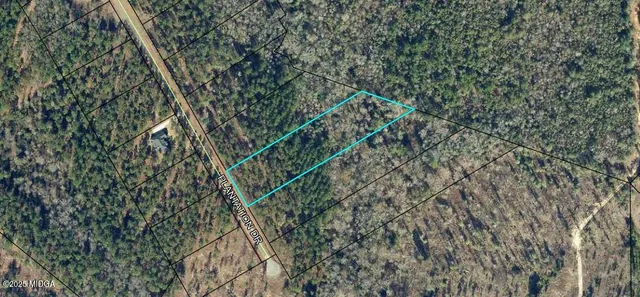 a view of a forest with a tree