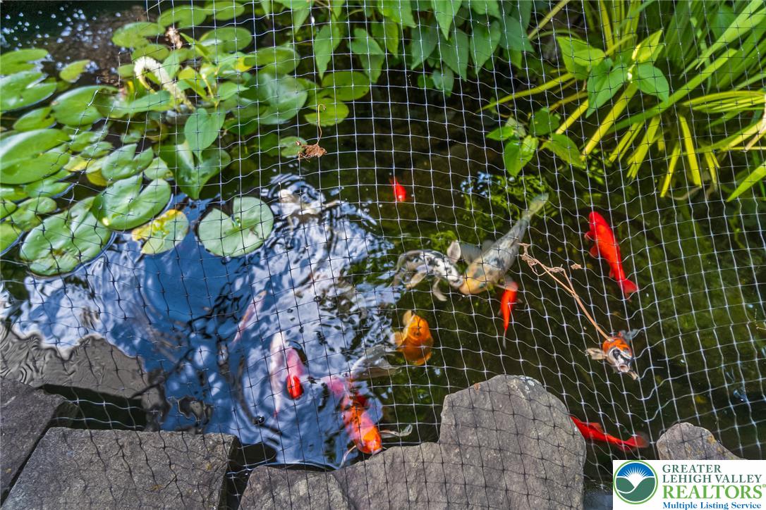 365 Rock Street Easton, PA 18042 - Photo 45 of 50 A tranquil pond setting, featuring a variety of colorful koi swimming amongst water lilies.