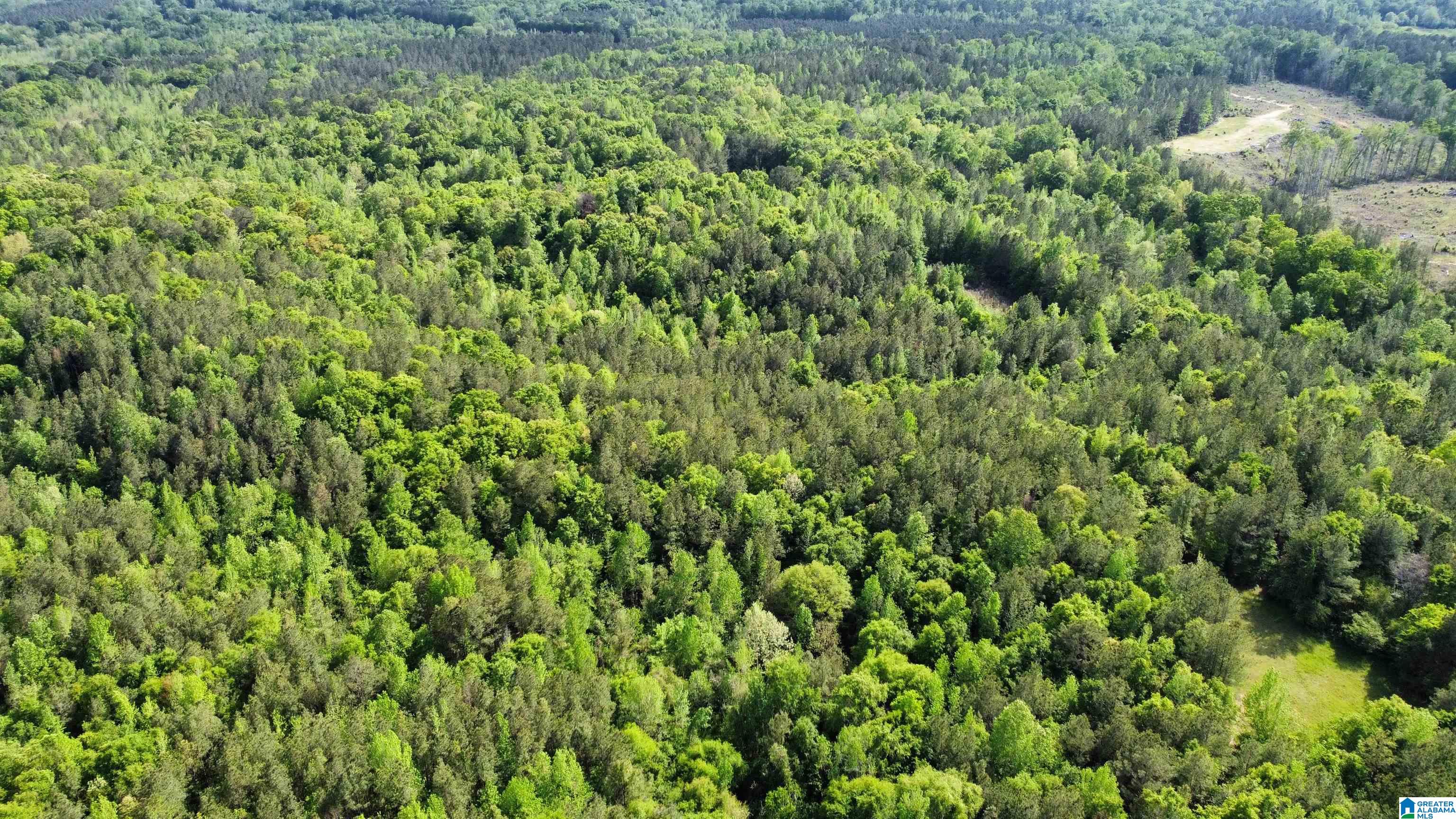 0 County Road 44 Linden, AL 36748 - Photo 5 of 48