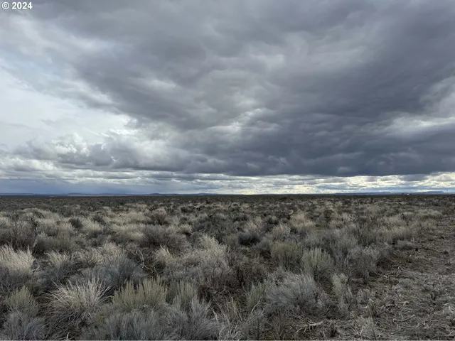 a view of a dry yard with trees in the background