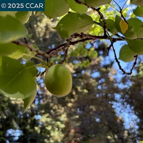 $5,000 | 2150 Whyte Park Avenue, Walnut Creek, CA 94595