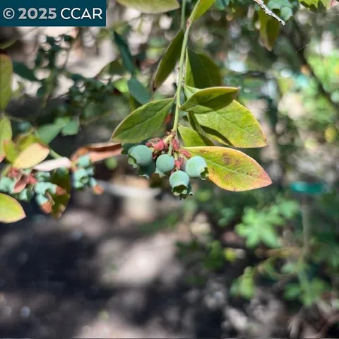 $5,000 | 2150 Whyte Park Avenue, Walnut Creek, CA 94595