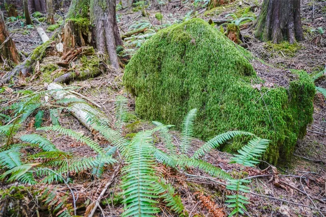 a close up of a plant in a garden