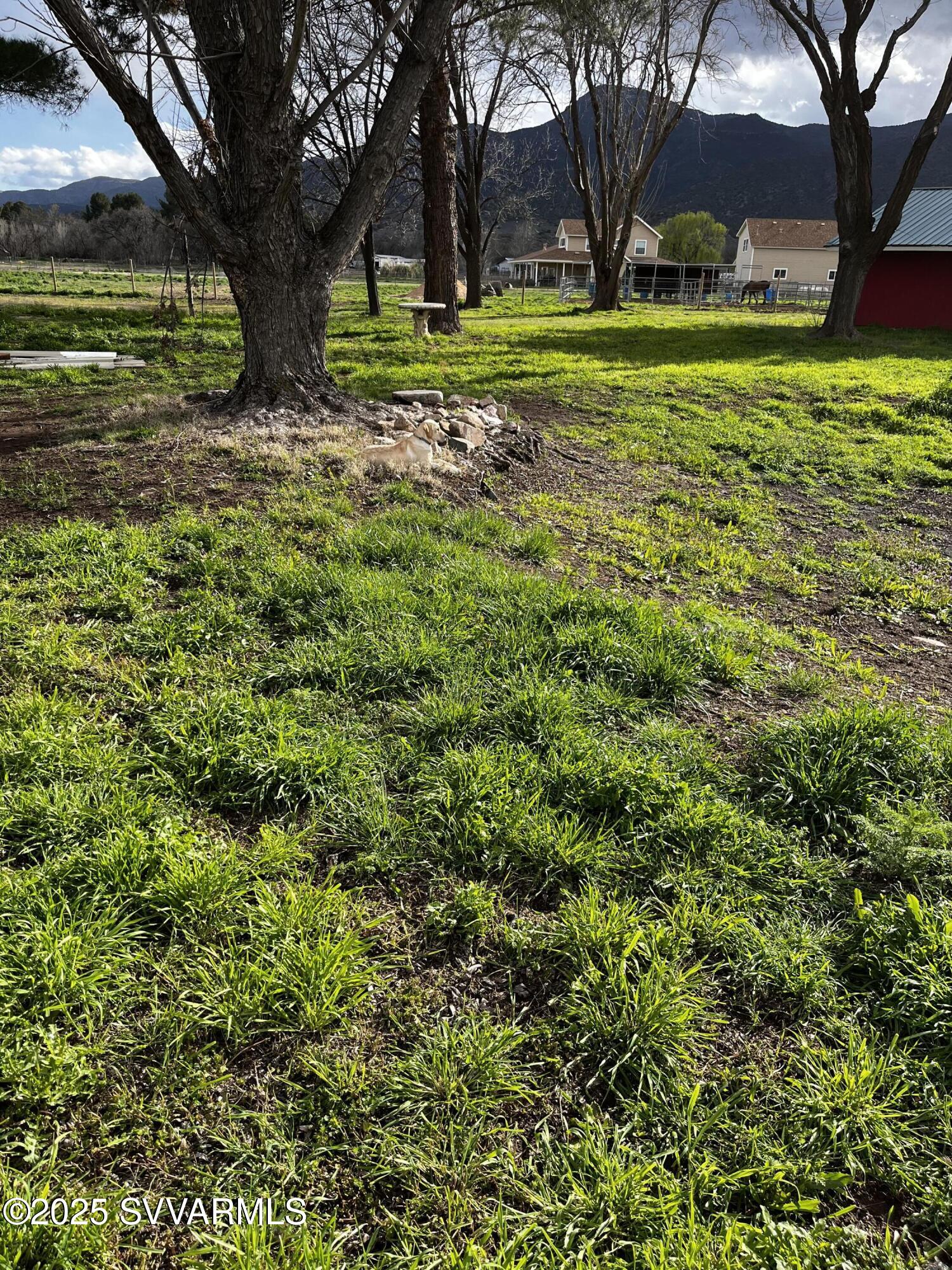 3405 South Silver Road Camp Verde, AZ 86322 - Photo 6 of 56 a view of a yard with a tree