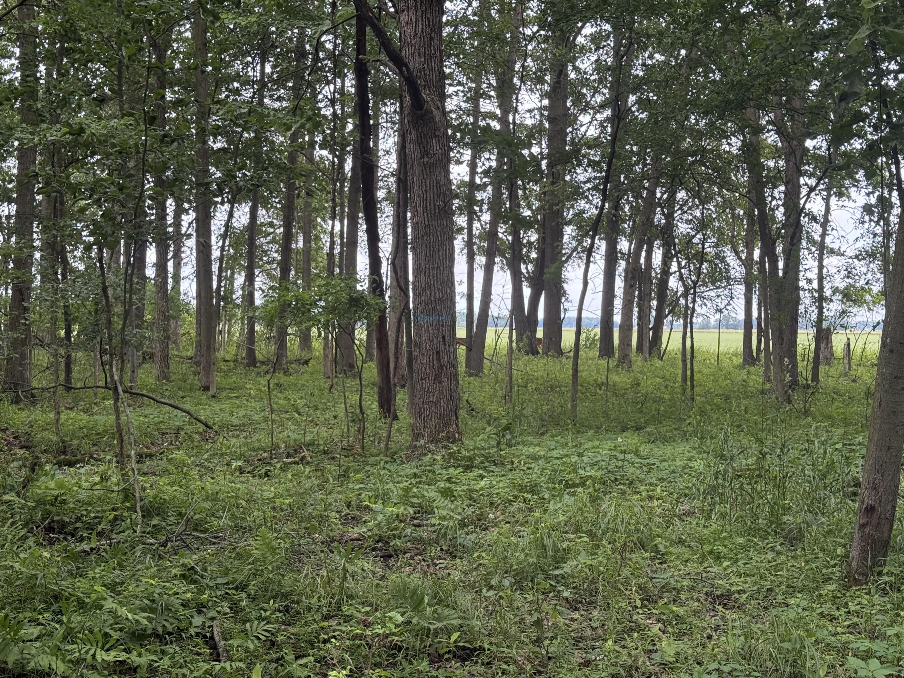 7 East Johnson Road Ashley, MI 48806 - Photo 10 of 37 G6