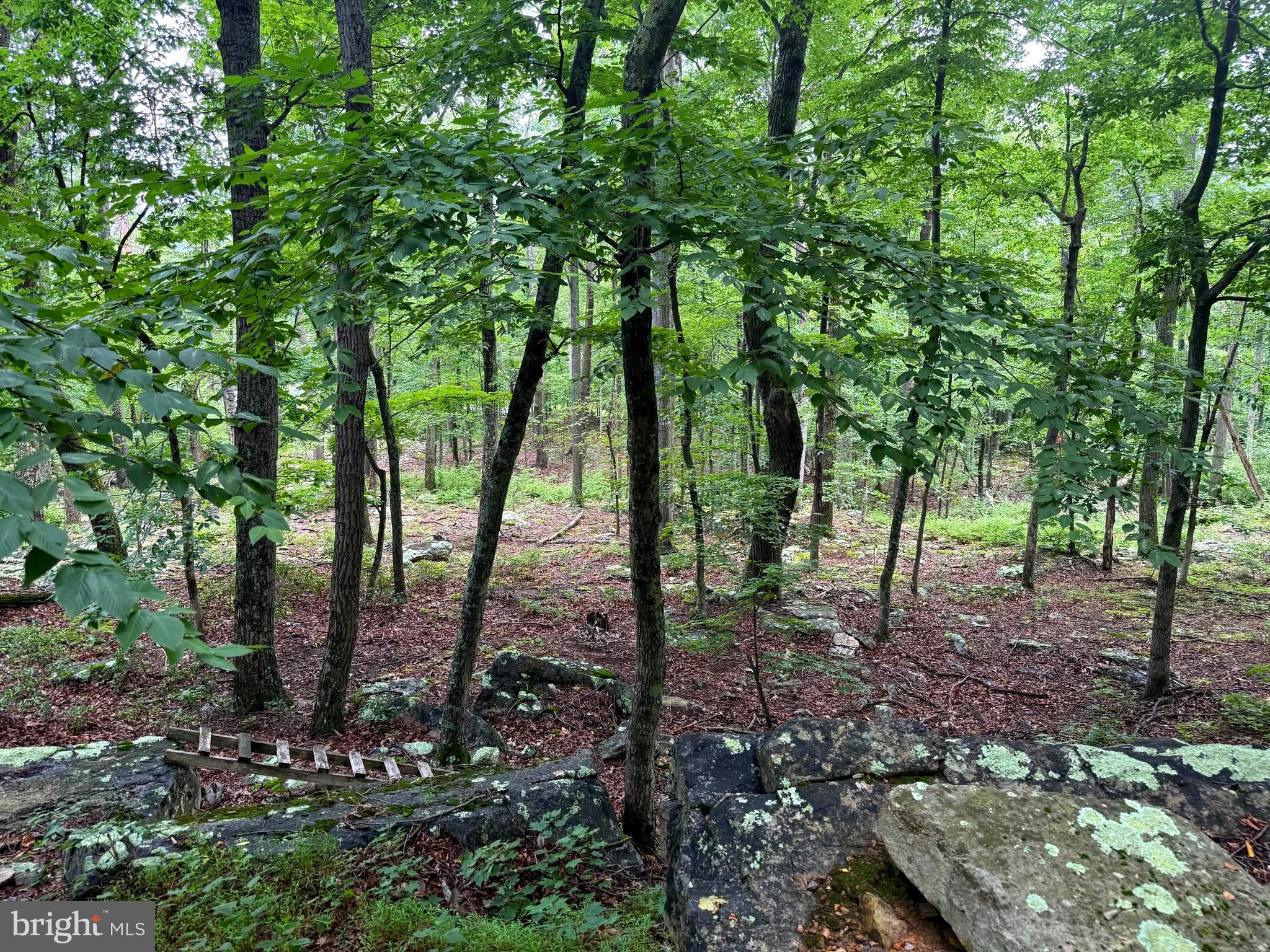Tr D-15 Deer Path Road Augusta, WV 26704 - Photo 5 of 12