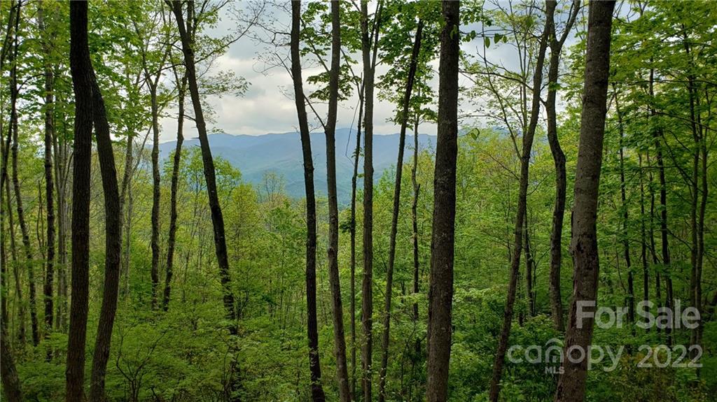 262 Tote Road, Unit 262 Sylva, NC 28779 - Photo 1 of 18 a view of a garden