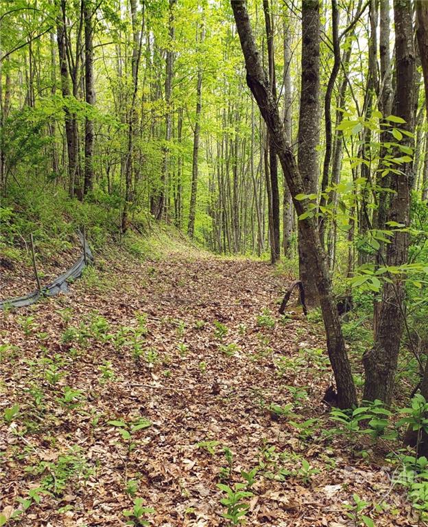 262 Tote Road, Unit 262 Sylva, NC 28779 - Photo 2 of 18 a view of a yard with plants and large trees