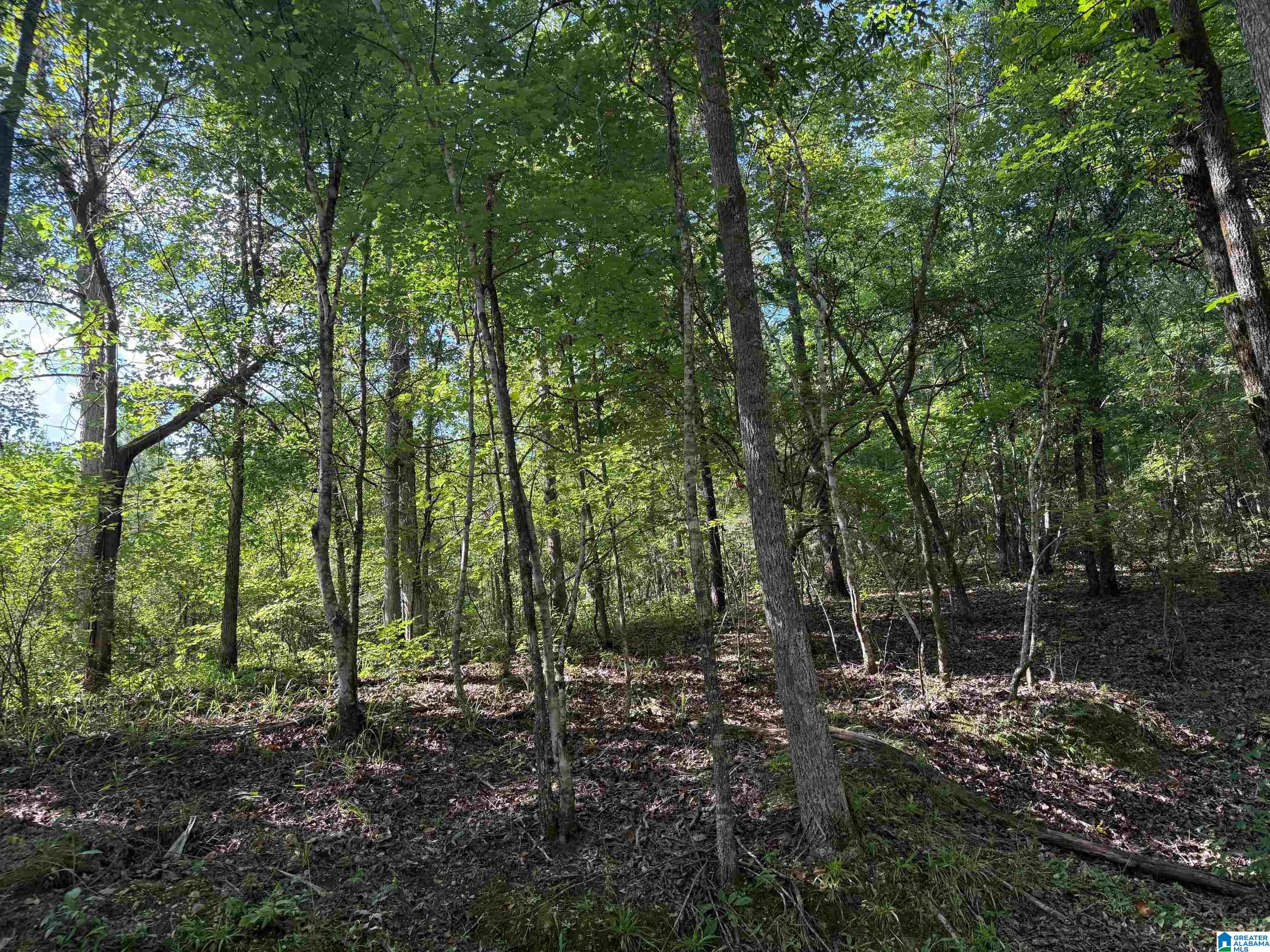 0 Cahaba Hill Road Centreville, AL 35042 - Photo 12 of 13