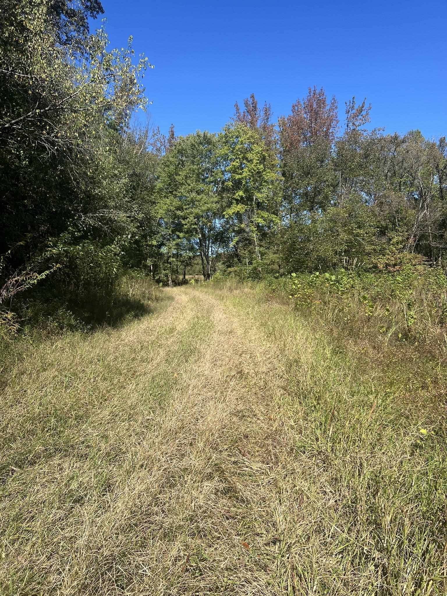 0 Walls Road Somerville, TN 38068 - Photo 2 of 15 a view of a yard with a tree
