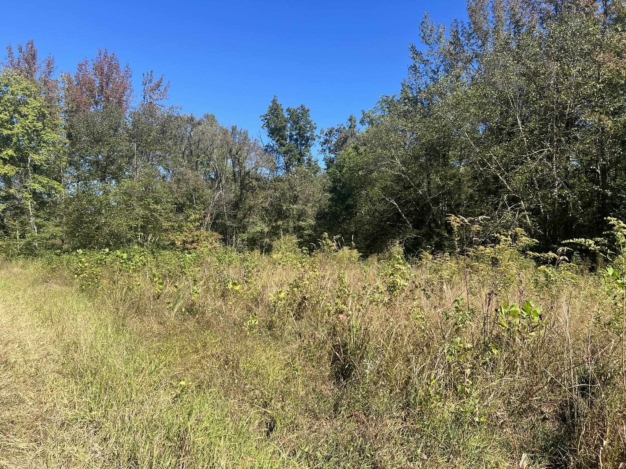 0 Walls Road Somerville, TN 38068 - Photo 3 of 15 a view of a large yard with plants and large trees